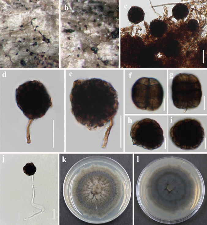 Fig. 31