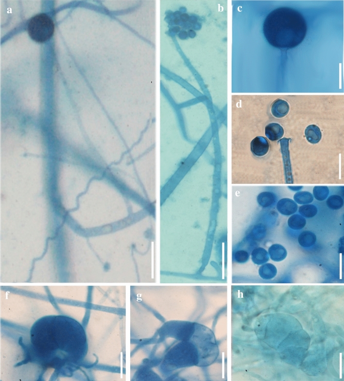 Fig. 230