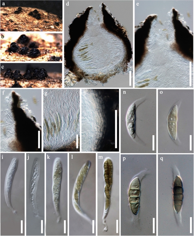 Fig. 43