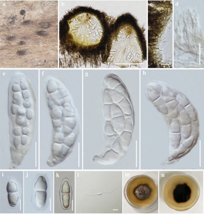 Fig. 82