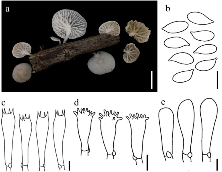Fig. 198