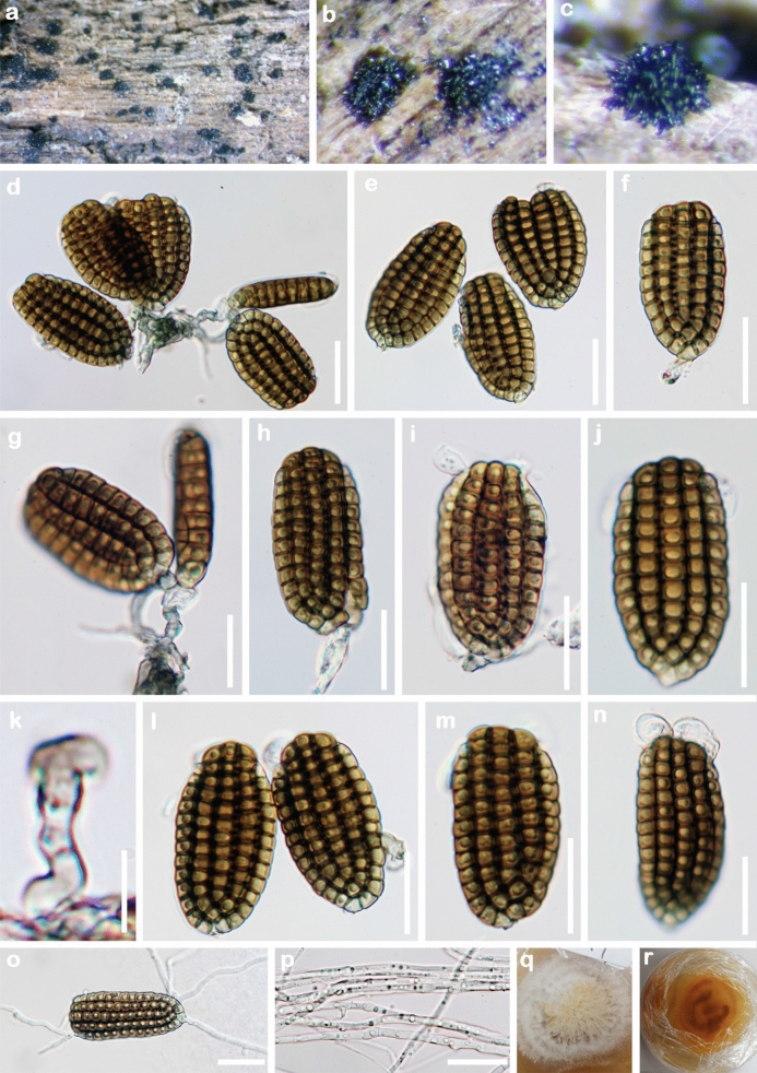 Fig. 15