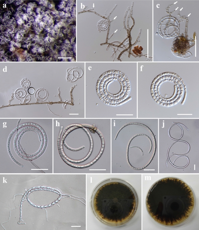 Fig. 96
