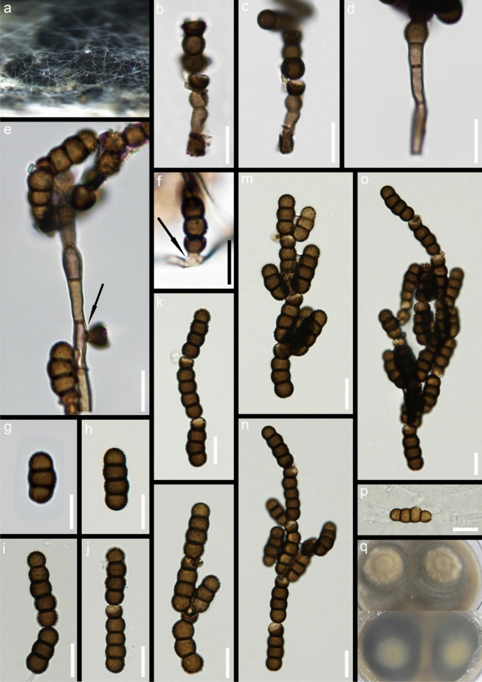 Fig. 79