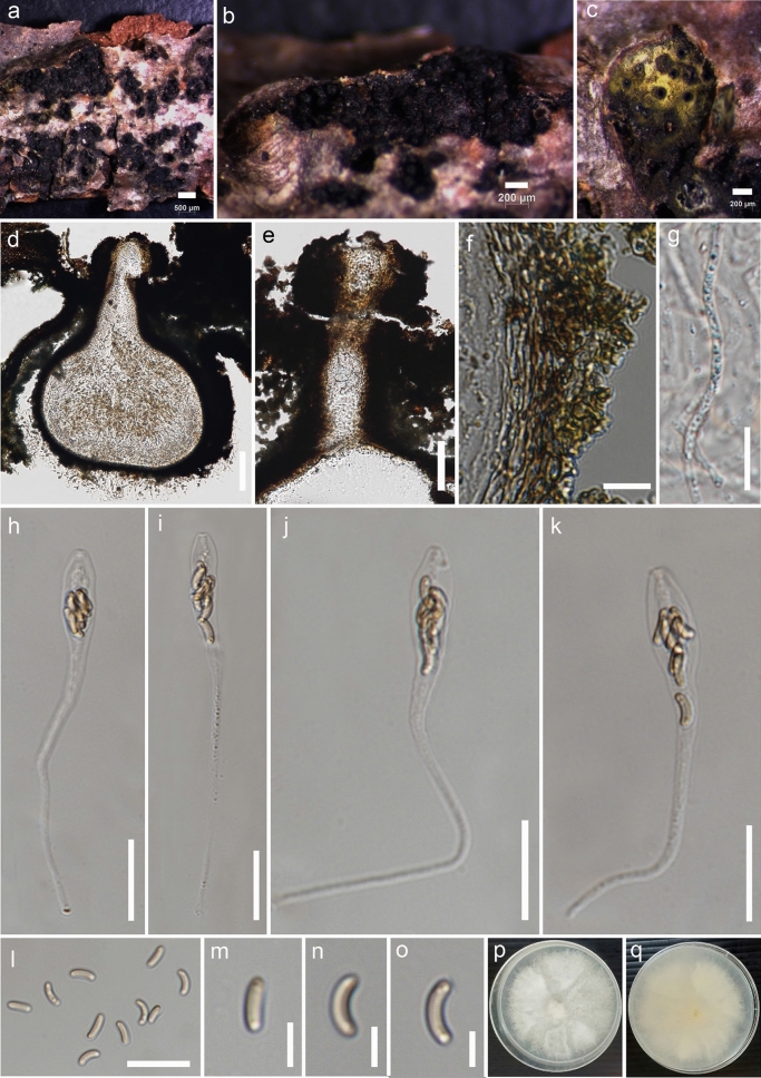 Fig. 151
