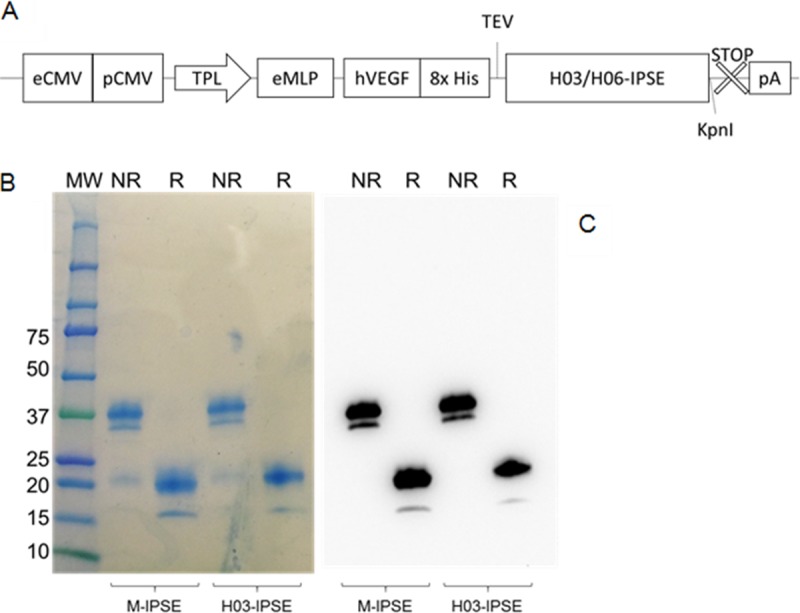 FIG 3