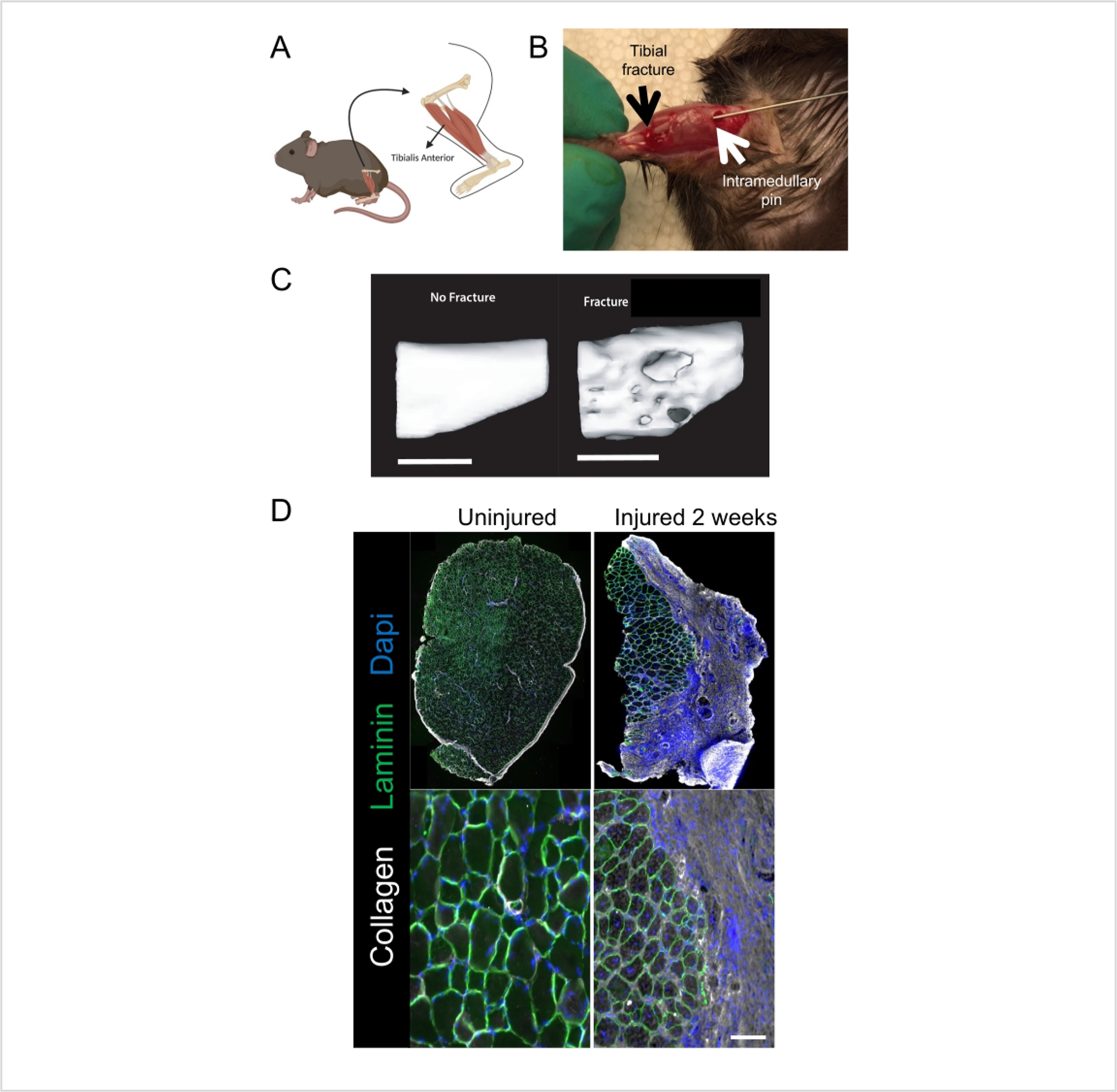 Figure 1: