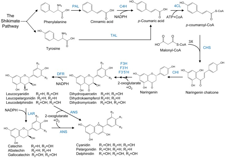 FIGURE 4