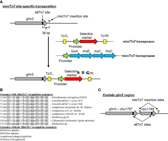 Figure 4