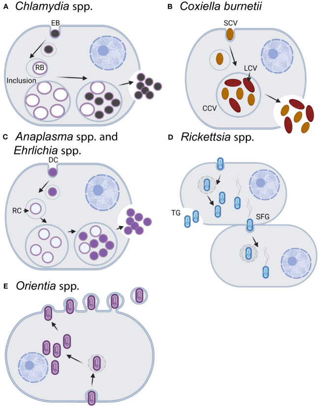 Figure 1