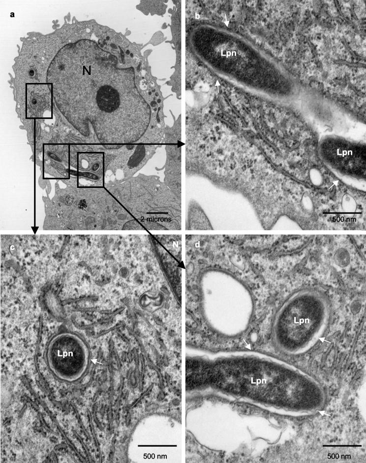 FIG. 1.