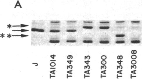 graphic file with name pnas00036-0113-a.jpg