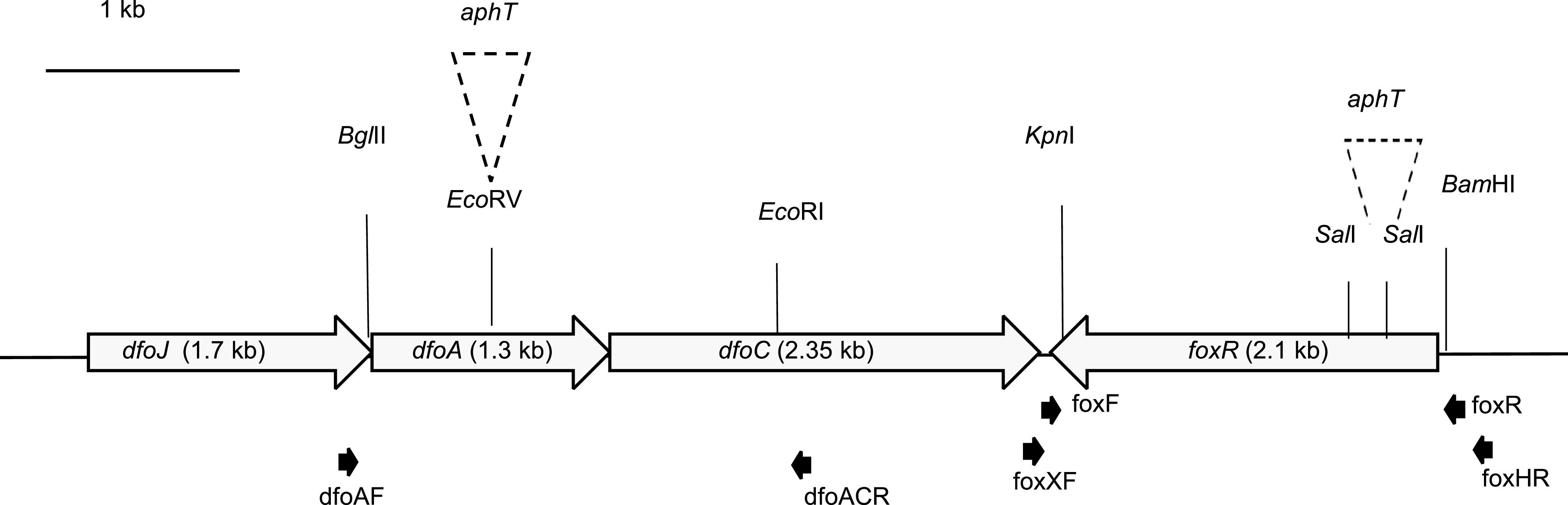 FIG 1