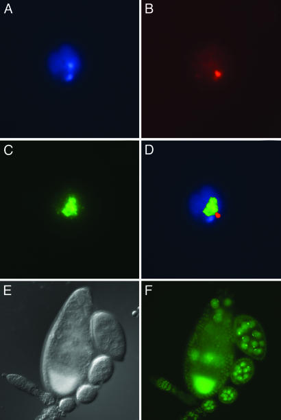 Fig. 5.