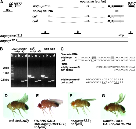 Figure 2.—