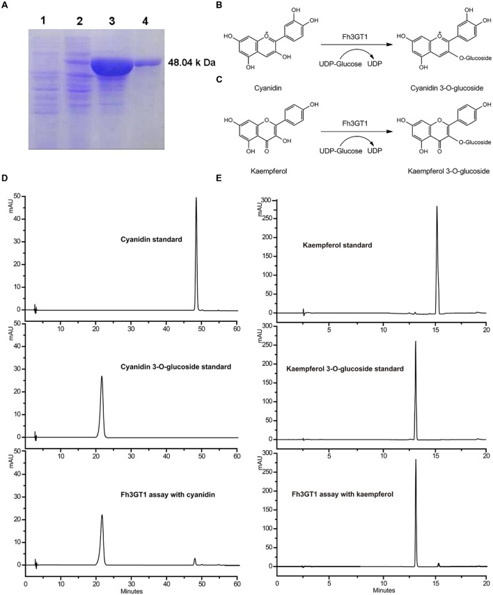 FIGURE 4