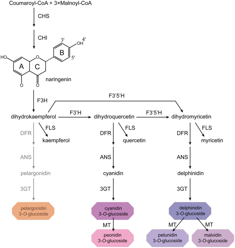 FIGURE 1