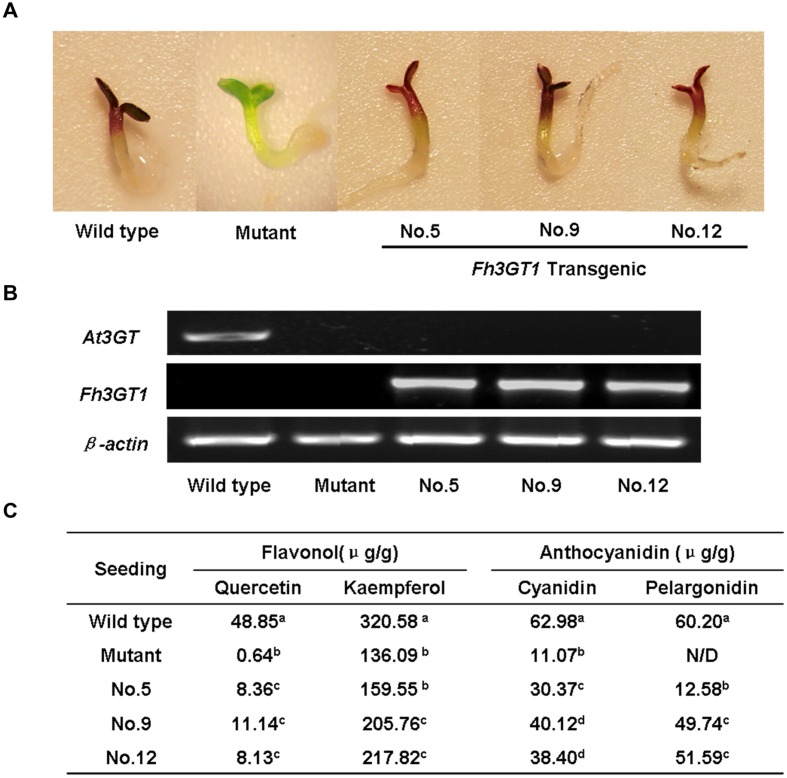 FIGURE 6