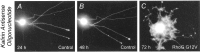 Fig. 9.