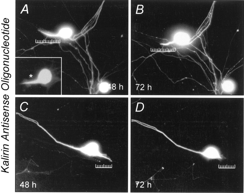 Fig. 10.