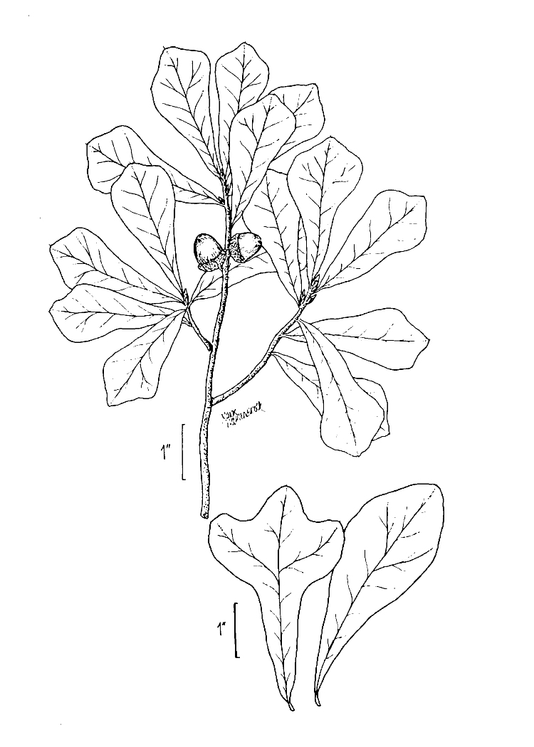 Figure 146a.