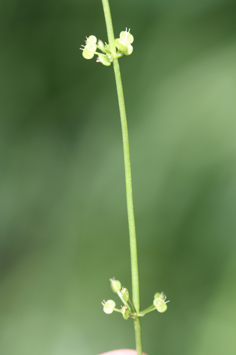 Figure 210b.