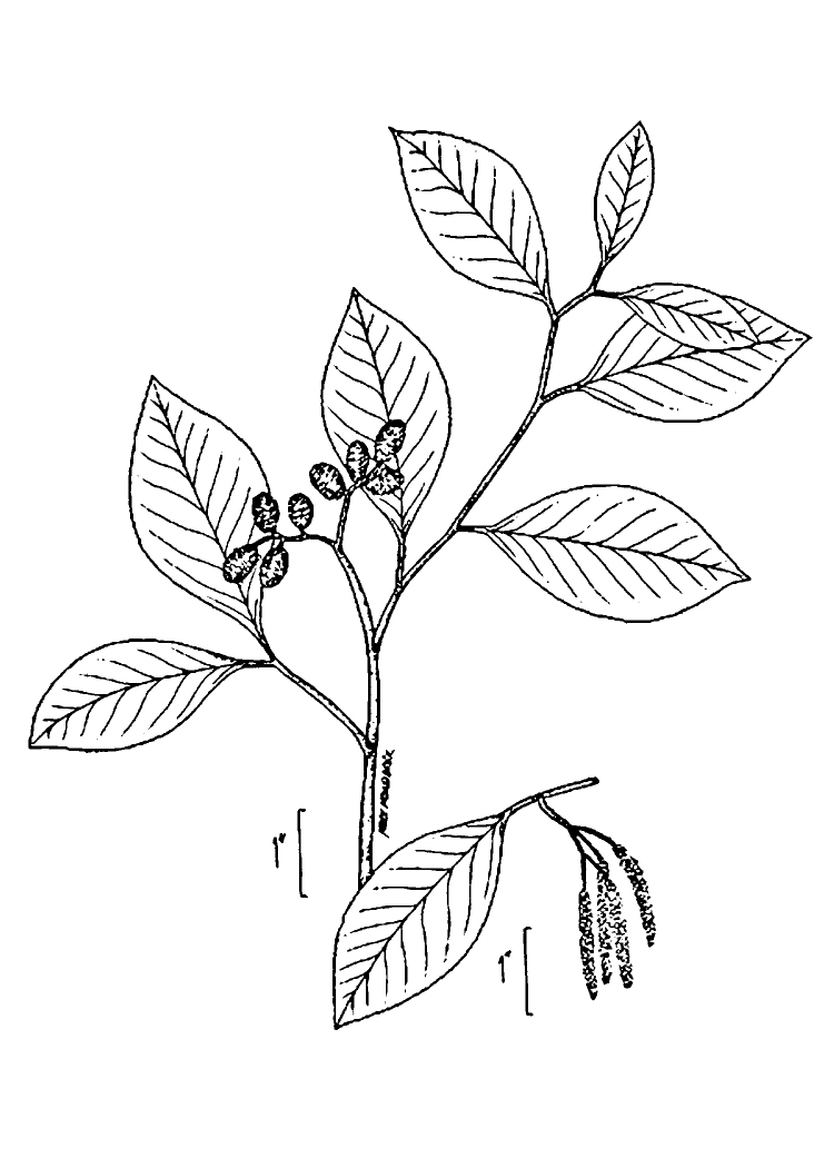 Figure 125b.