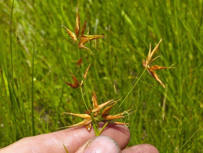 Figure 55b.