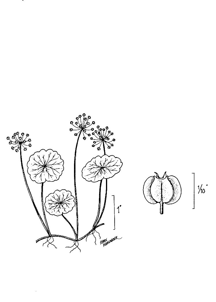 Figure 111b.