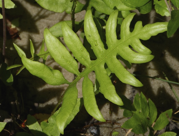 Figure 19b.