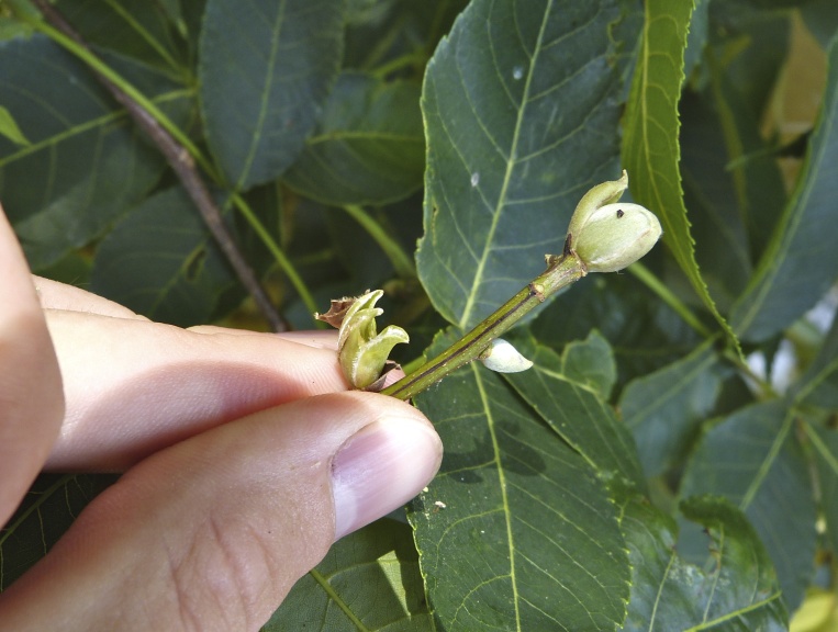 Figure 154b.