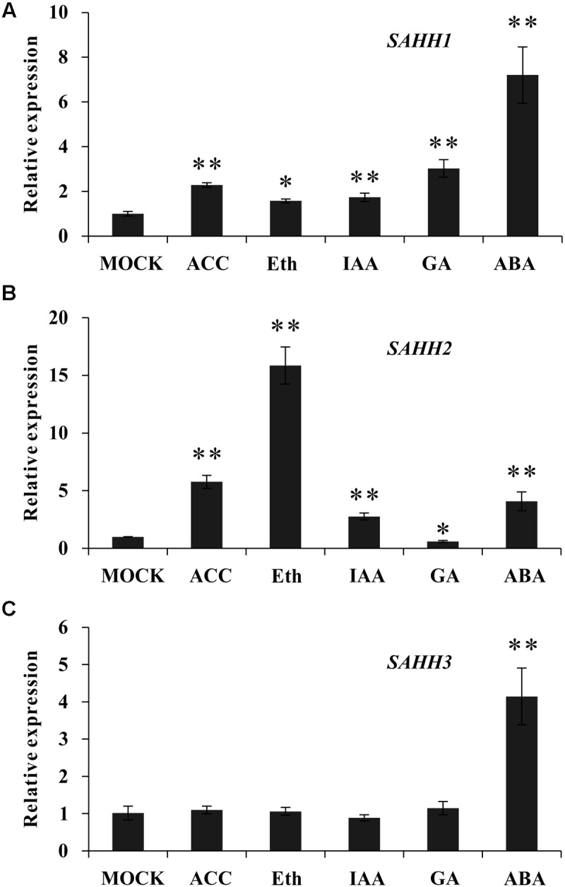 FIGURE 2