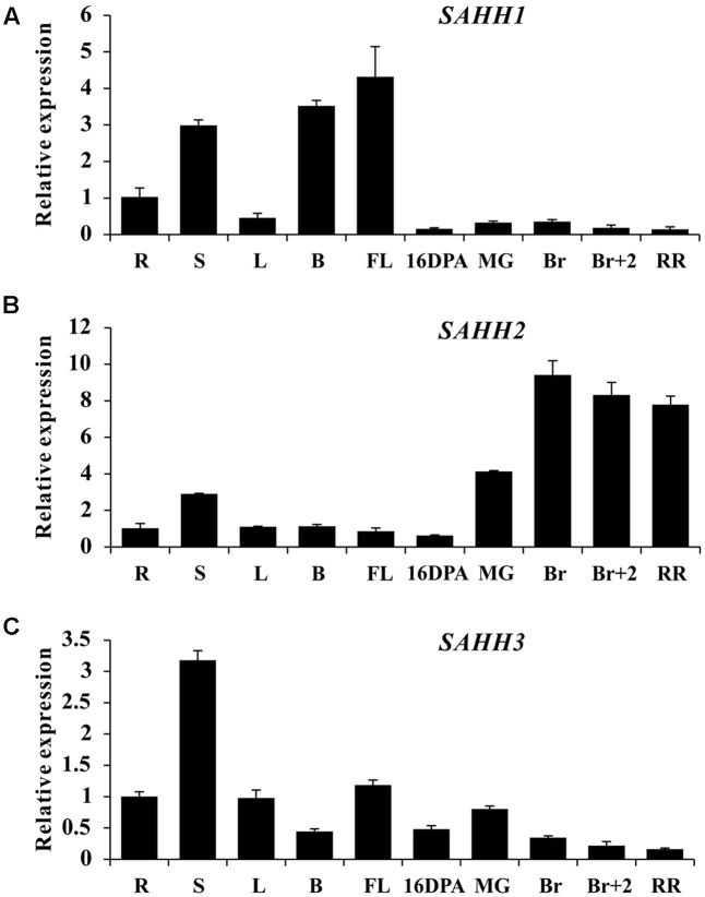 FIGURE 1