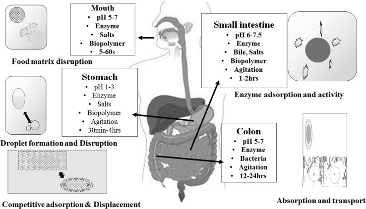 Fig. 2