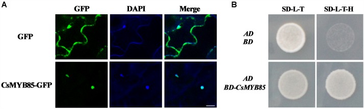 FIGURE 3