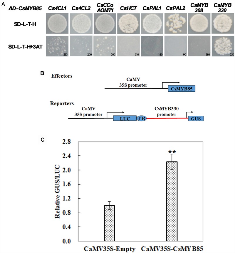 FIGURE 4