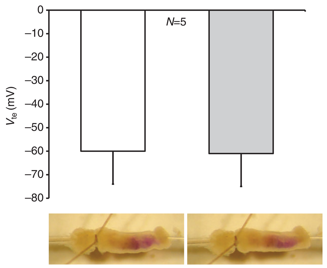 Fig. 5