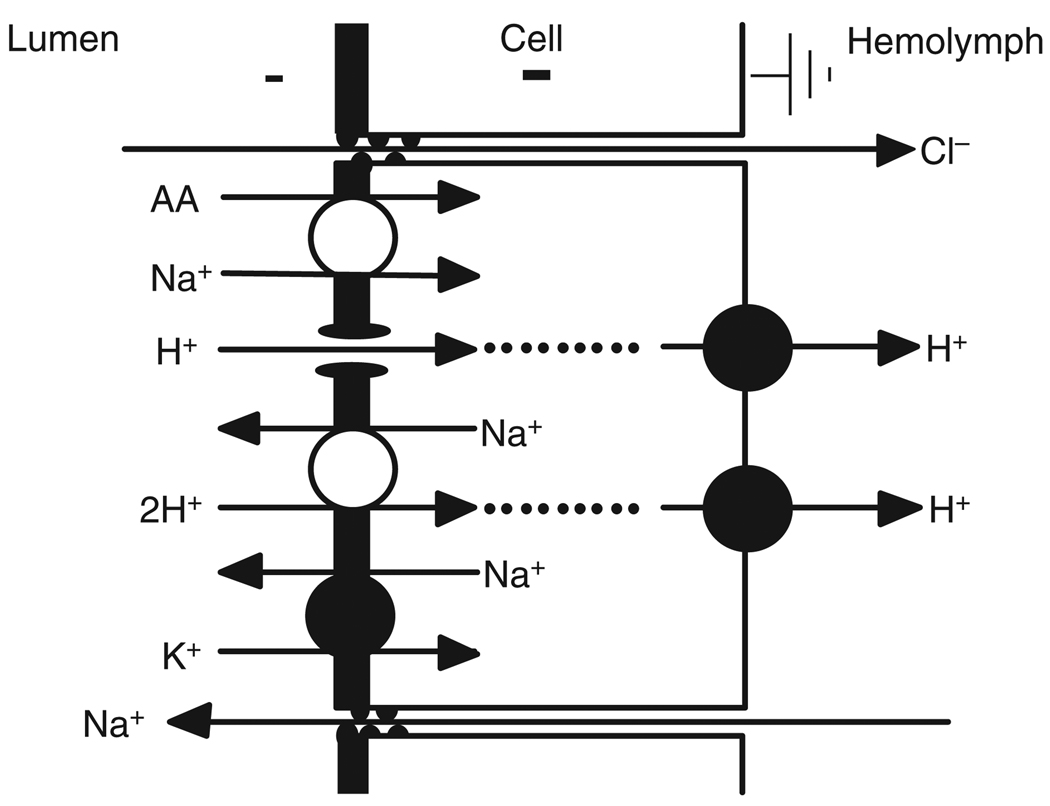 Fig. 4