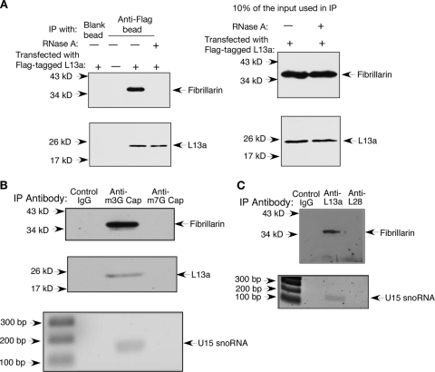 Fig. 12.