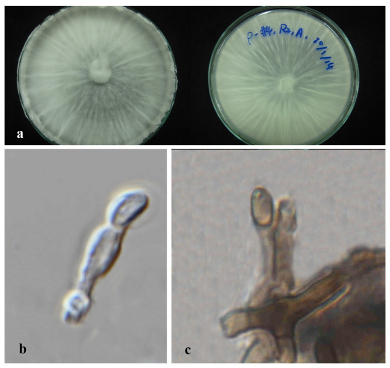 Figure 13