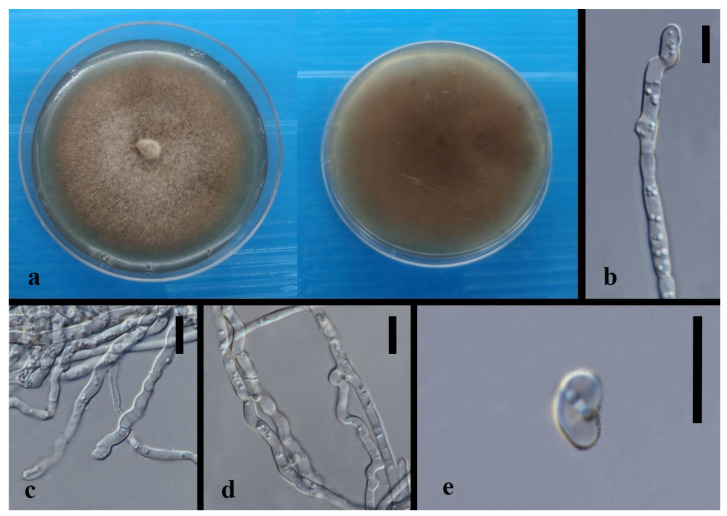 Figure 15