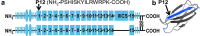 <b>Figure 1.</b>
