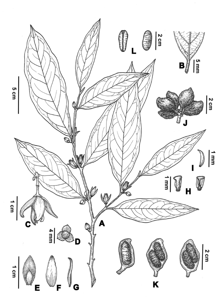 Fig. 7