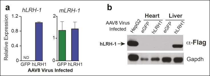 Figure 1—figure supplement 2.