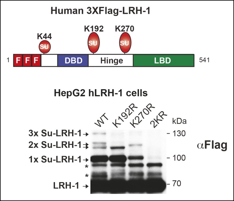 Figure 1—figure supplement 1.