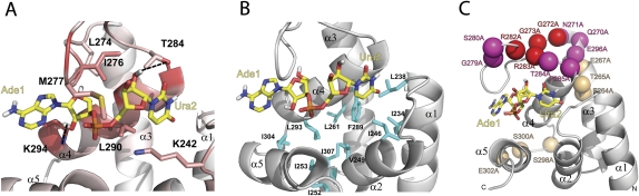 FIGURE 5.