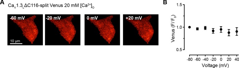 Figure 8—figure supplement 1.