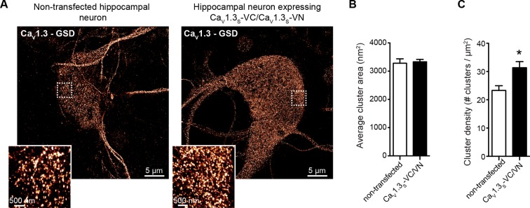 Figure 10—figure supplement 1.