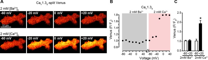 Figure 5—figure supplement 1.