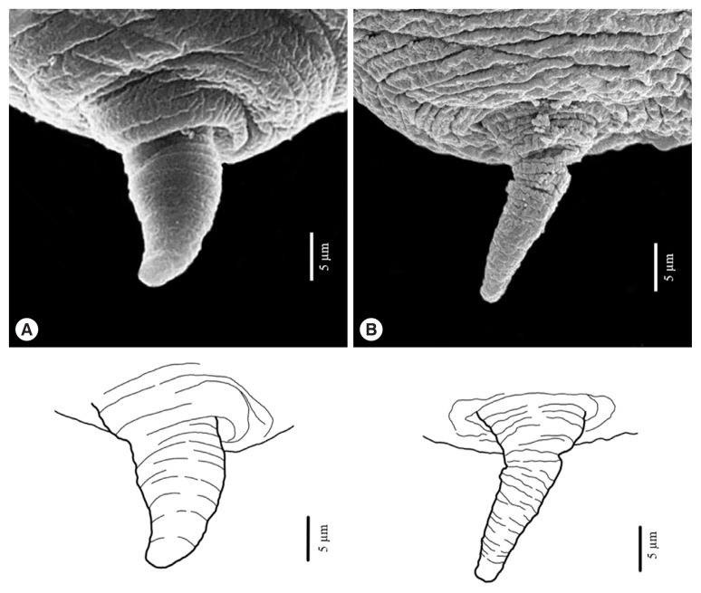 Fig. 5